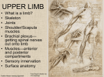 UPPER LIMB