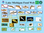 Lake Michigan Food Web