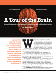 A Tour of the Brain - American Stroke Association