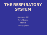 Respiratory System Power Point