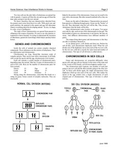 GENES AND CHROMOSOMES CHROMOSOMES IN SEX CELLS