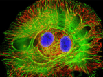 Lecture 3. Fluorescence microscopy I