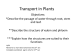 Transport in Plants