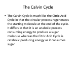 The Calvin Cycle