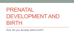 PRENATAL DEVELOPMENT AND BIRTH How did you develop before birth?