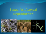 Sexual Vs Asexual reproduction