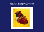 Circulatory System