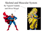 Skeletal and Muscular System