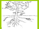 Plant Transport presentation