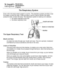 The Respiratory System