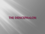 The diencephalon