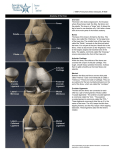 Femur Tibia Fibula Patella Lateral Meniscus