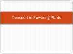 Transport in Flowering Plants