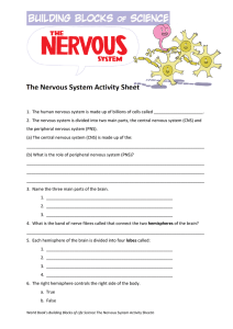 The Nervous System Activity Sheet