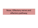 Nose, Olfactory nerve and olfactory pathway 28