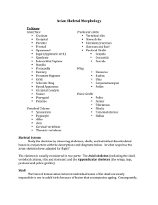Avian Skeletal Morphology