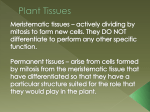 Plant Tissues - Shano Zeelie