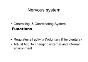 Nervous system