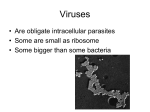 Viruses