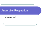 Anaerobic Respiration