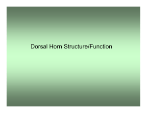 Dorsal Horn Structure/Function