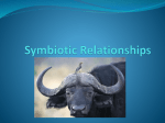 Symbiotic Relationships