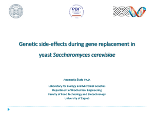 Yeast Saccharomyces cerevisiae