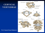 5-cervical spines