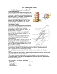 The Lumbosacral Plexus HO