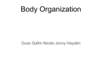 Body Organization