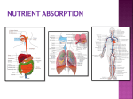 The Respiratory System