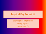 Tropical Dry Forest