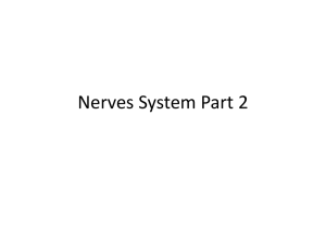 Autonomic Nervous System