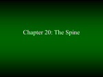 Chapter 25: The Spine