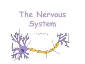 The Nervous System