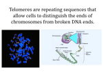 TELOMERASE