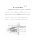 The Extraocular Muscles - Sinoe Medical Association