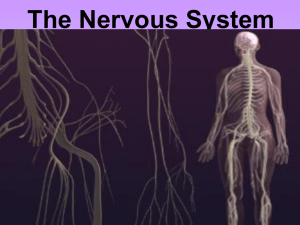 The Nervous System