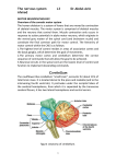 Input to the Cerebellar Cortex