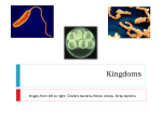 Domains and Kingdoms