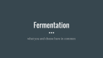 Fermentation