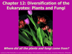 Chapter 11. Diversification of the Eukaryotes: Animals