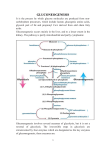 2. Glucogenic amino acids