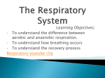 The Respiratory System