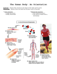 The Human Body—An Orientation