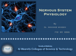 Neuronal Organization of the Cerebellar Cortex