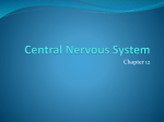 Central Nervous System