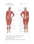 Fontalis—Trapezius—Deltoid—Pectoralis Major—Triceps—Biceps