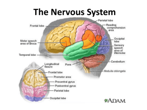 The Nervous System