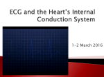 ECG and the Heart*s Internal Conduction System